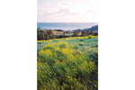 Lomography Color Negative 35 mm ISO 400 – Pack of 3